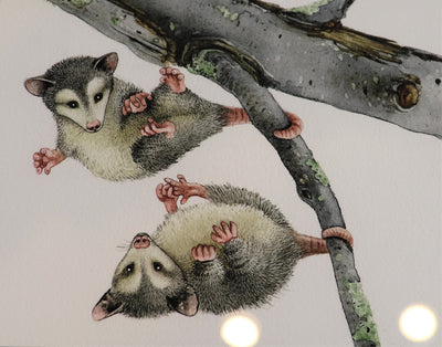 Chubby Opossums- Print