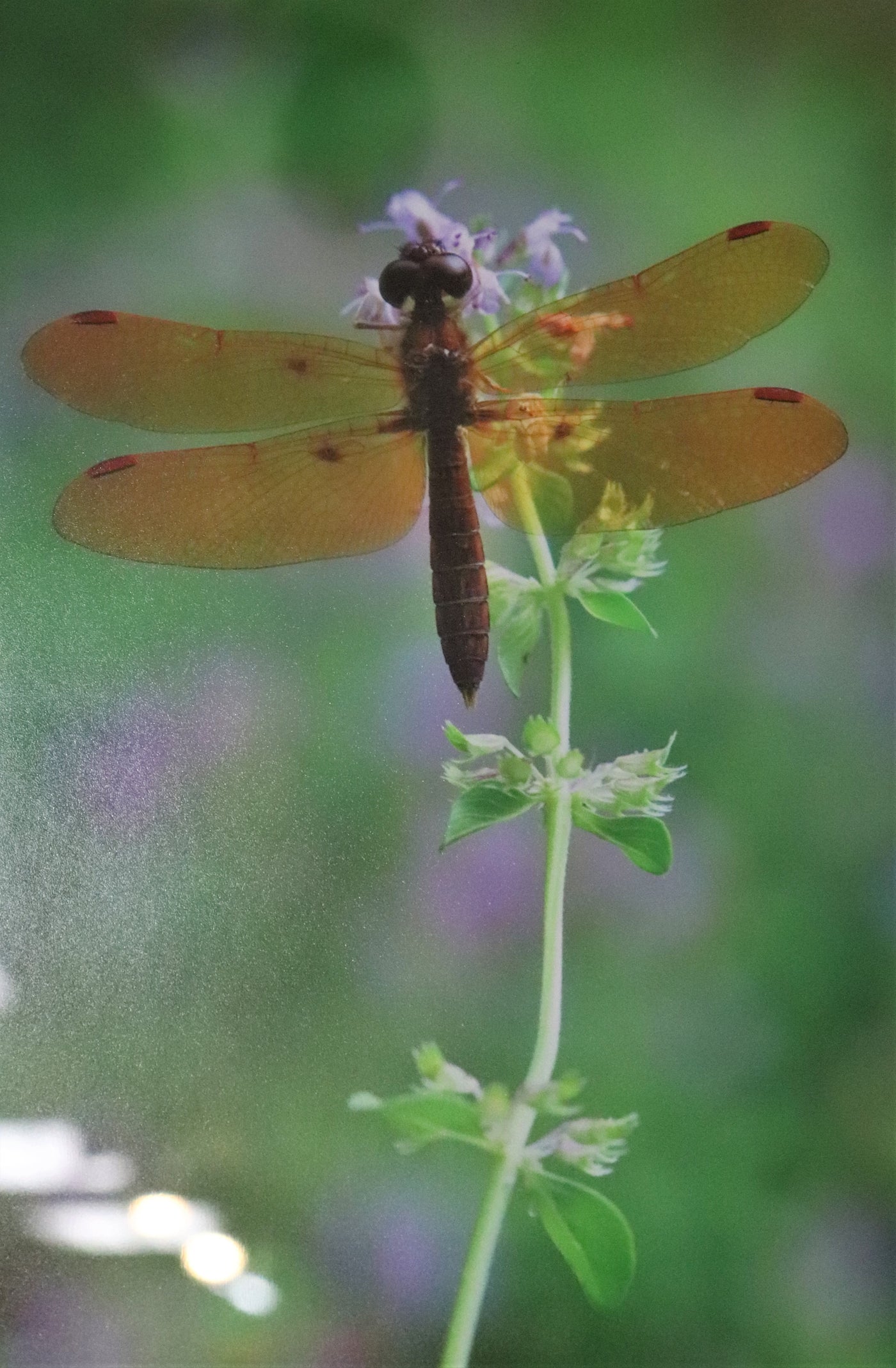 13 1/2" x 17 1/2" Dragonfly - Photo signed by photographer